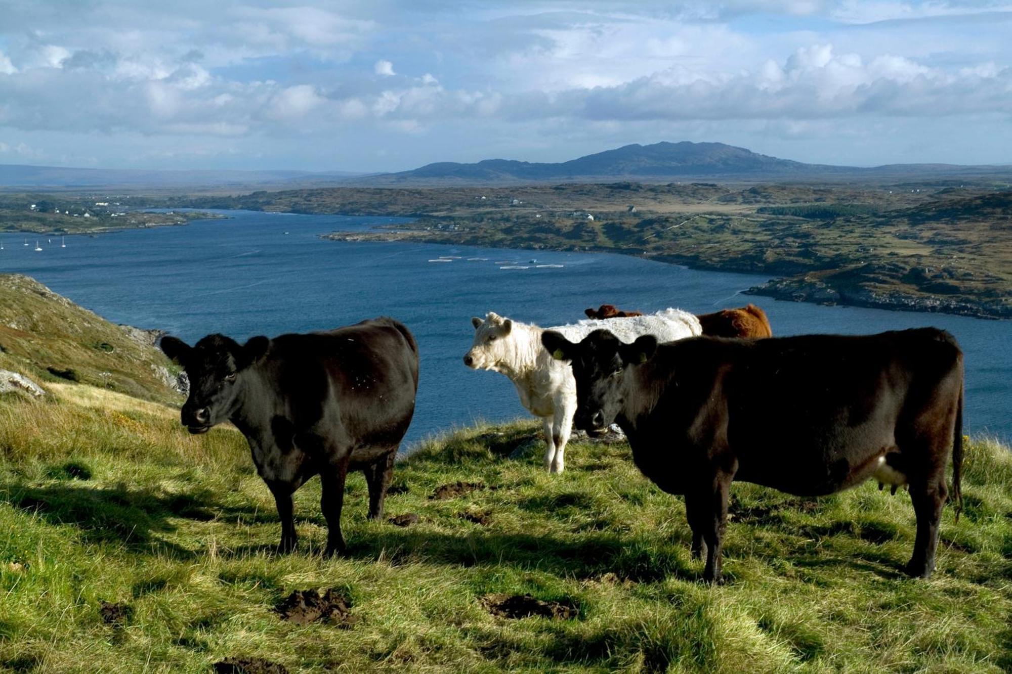 Cottage 360 - Clifden Bagian luar foto